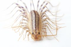 Scutigeromorpha by (c) Brian Gratwicke, some rights reserved (CC BY). Used under a CC-BY license.