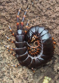Scolopendromorpha by (c) John G. Phillips, some rights reserved (CC BY), uploaded by John G. Phillips. Used under a CC-BY license.