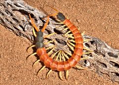 Scolopendra heros by (c) gilaman, some rights reserved (CC BY). Used under a CC-BY license.