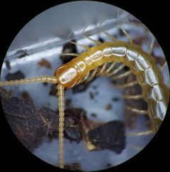 Scolopocryptops peregrinator by (c) Derek Hennen, some rights reserved (CC BY), uploaded by Derek Hennen. Used under a CC-BY license.