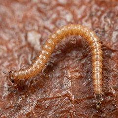 Conotylidae by (c) Casey H. Richart, some rights reserved (CC BY), uploaded by Casey H. Richart. Used under a CC-BY license.