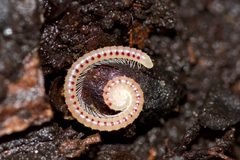 Blaniulus guttulatus by (c) Owen Strickland, some rights reserved (CC BY), uploaded by Owen Strickland. Used under a CC-BY license.
