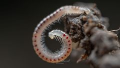 Blaniulus guttulatus by (c) Frank Ashwood, some rights reserved (CC BY), uploaded by Frank Ashwood. Used under a CC-BY license.