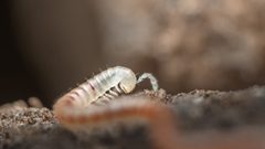Blaniulus guttulatus by (c) Joeb, some rights reserved (CC BY), uploaded by Joeb. Used under a CC-BY license.