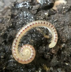 Blaniulus guttulatus by (c) Paul Cook, some rights reserved (CC BY), uploaded by Paul Cook. Used under a CC-BY license.