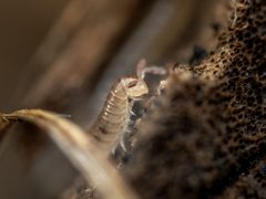 Choneiulus palmatus by (c) Joeb, some rights reserved (CC BY), uploaded by Joeb. Used under a CC-BY license.
