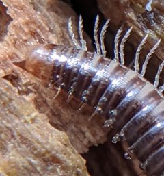 Ophyiulus pilosus by no rights reserved, uploaded by Adam Kranz. Used under a CC0 license.