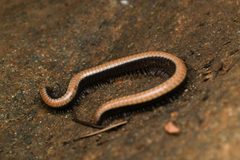 Californiulus chamberlini by (c) Trevor Van Loon, some rights reserved (CC BY), uploaded by Trevor Van Loon. Used under a CC-BY license.