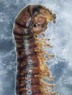 Litiulus alaskanus by (c) Derek Hennen, some rights reserved (CC BY), uploaded by Derek Hennen. Used under a CC-BY license.