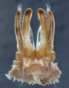 Litiulus alaskanus by (c) Derek Hennen, some rights reserved (CC BY), uploaded by Derek Hennen. Used under a CC-BY license.