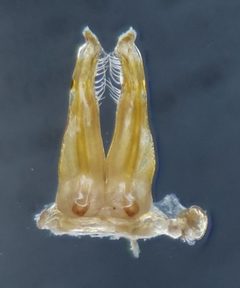 Litiulus alaskanus by (c) Derek Hennen, some rights reserved (CC BY), uploaded by Derek Hennen. Used under a CC-BY license.