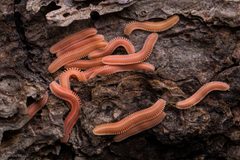 Brachycybe rosea by (c) Ken-ichi Ueda, some rights reserved (CC BY), uploaded by Ken-ichi Ueda. Used under a CC-BY license.