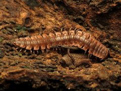 Pseudopolydesmus serratus by (c) Katja Schulz, some rights reserved (CC BY). Used under a CC-BY license.