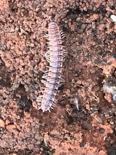 Pseudopolydesmus pinetorum by no rights reserved, uploaded by Calinsdad. Used under a CC0 license.