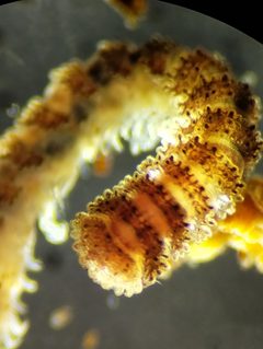 Pyrgodesmidae by (c) Lance Andrew, some rights reserved (CC BY), uploaded by Lance Andrew. Used under a CC-BY license.