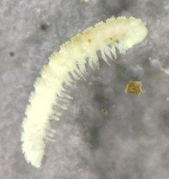 Pyrgodesmidae by (c) Lance Andrew, some rights reserved (CC BY), uploaded by Lance Andrew. Used under a CC-BY license.