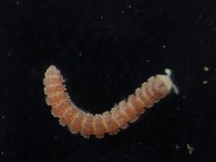 Pyrgodesmidae by (c) Nathan T. Jones, some rights reserved (CC BY), uploaded by Nathan T. Jones. Used under a CC-BY license.
