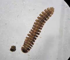 Pyrgodesmidae by (c) Derek Hennen, some rights reserved (CC BY), uploaded by Derek Hennen. Used under a CC-BY license.