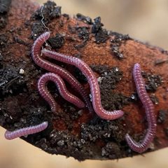 Siphonotidae by (c) Paul Marek, some rights reserved (CC BY), uploaded by Paul Marek. Used under a CC-BY license.