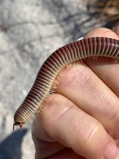 Chicobolus spinigerus by (c) Sandra H Statner, some rights reserved (CC BY), uploaded by Sandra H Statner. Used under a CC-BY license.