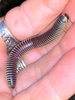 Chicobolus spinigerus by (c) Sandra H Statner, some rights reserved (CC BY), uploaded by Sandra H Statner. Used under a CC-BY license.