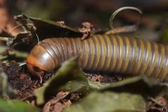 Narceus gordanus by (c) Andrew C, some rights reserved (CC BY). Used under a CC-BY license.