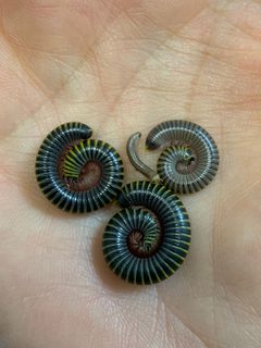 Anadenobolus monilicornis by (c) Sandra H Statner, some rights reserved (CC BY), uploaded by Sandra H Statner. Used under a CC-BY license.
