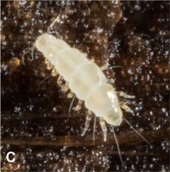 Pauropus by (c)
Gonzalo Giribet, some rights reserved (CC BY). Used under a CC-BY license.