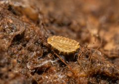 Deltopauropus by (c) Jeremiah Degenhardt, some rights reserved (CC BY), uploaded by Jeremiah Degenhardt. Used under a CC-BY license.