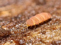 Eurypauropodidae by (c) Zachary Dankowicz, some rights reserved (CC BY), uploaded by Zachary Dankowicz. Used under a CC-BY license.