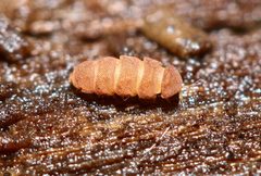 Eurypauropodidae by (c) Zachary Dankowicz, some rights reserved (CC BY), uploaded by Zachary Dankowicz. Used under a CC-BY license.