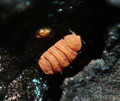 Eurypauropodidae by (c) Zachary Dankowicz, some rights reserved (CC BY), uploaded by Zachary Dankowicz. Used under a CC-BY license.