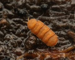Eurypauropodoidea by (c) Zachary Dankowicz, some rights reserved (CC BY), uploaded by Zachary Dankowicz. Used under a CC-BY license.