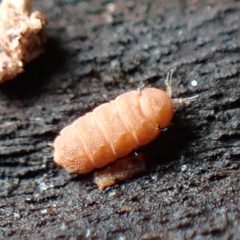 Eurypauropodoidea by (c) W Rao, some rights reserved (CC BY), uploaded by W Rao. Used under a CC-BY license.