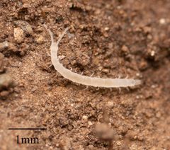 Scolopendrellidae by no rights reserved, uploaded by Jesse Rorabaugh. Used under a CC0 license.