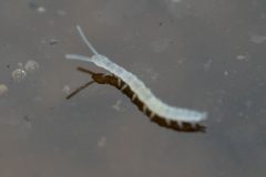 Scolopendrellidae by (c) Pete Lypkie, some rights reserved (CC BY), uploaded by Pete Lypkie. Used under a CC-BY license.