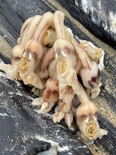 Conchoderma auritum by (c) Cricket Raspet, some rights reserved (CC BY), uploaded by Cricket Raspet. Used under a CC-BY license.