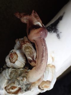 Conchoderma auritum by (c) Cricket Raspet, some rights reserved (CC BY), uploaded by Cricket Raspet. Used under a CC-BY license.