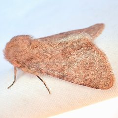 Scotogramma harnardi by (c) Sue Carnahan, some rights reserved (CC BY), uploaded by Sue Carnahan. Used under a CC-BY license.