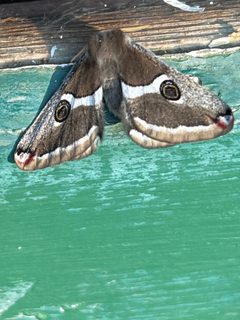 Calosaturnia albofasciata by (c) kclarksdnhmorg, some rights reserved (CC BY), uploaded by kclarksdnhmorg. Used under a CC-BY license.