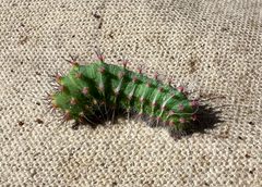 Calosaturnia albofasciata by (c) nmoorhatch, some rights reserved (CC BY), uploaded by nmoorhatch. Used under a CC-BY license.