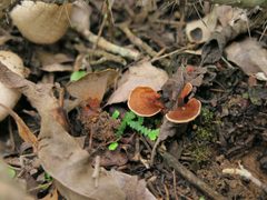 Phylloporia by (c) Alan Rockefeller, some rights reserved (CC BY), uploaded by Alan Rockefeller. Used under a CC-BY license.