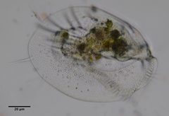 Hypotrichia by (c) Don Loarie, some rights reserved (CC BY). Used under a CC-BY license.