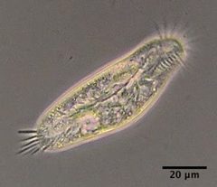 Hypotrichia by (c) Don Loarie, some rights reserved (CC BY), uploaded by Don Loarie. Used under a CC-BY license.