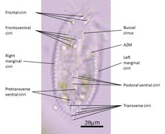 Hypotrichia by (c) crseaquist, some rights reserved (CC BY), uploaded by crseaquist. Used under a CC-BY license.