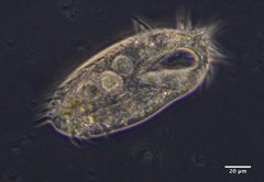 Hypotrichia by (c) Don Loarie, some rights reserved (CC BY). Used under a CC-BY license.