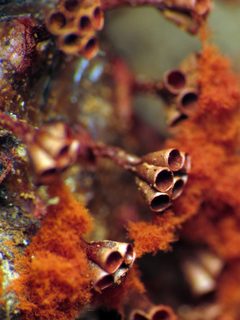 Metatrichia by (c) Katja Schulz, some rights reserved (CC BY). Used under a CC-BY license.