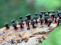 Metatrichia by (c) Bea Leiderman, some rights reserved (CC BY), uploaded by Bea Leiderman. Used under a CC-BY license.
