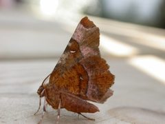 Selenia by (c) Donald Hobern, some rights reserved (CC BY). Used under a CC-BY license.