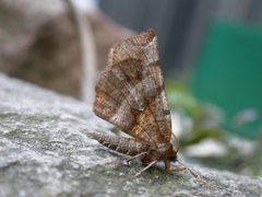 Selenia by (c) Donald Hobern, some rights reserved (CC BY). Used under a CC-BY license.
